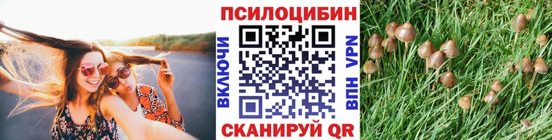 omg как войти  Сухой Лог  Псилоцибиновые грибы MAGIC MUSHROOMS 